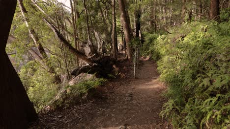 Handaufnahmen-Von-Purlingbrook-Falls-Walk,-Springbrook-National-Park,-Gold-Coast-Hinterland,-Queensland,-Australien