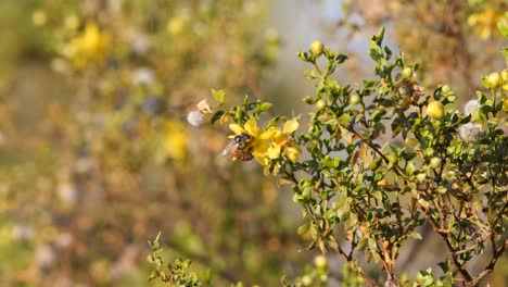 bees getting the pollen from yellow flowers of the creosote bush