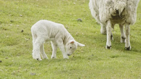 young lamb grazes on lush grassland, kinder scout, peak district, derbyshire