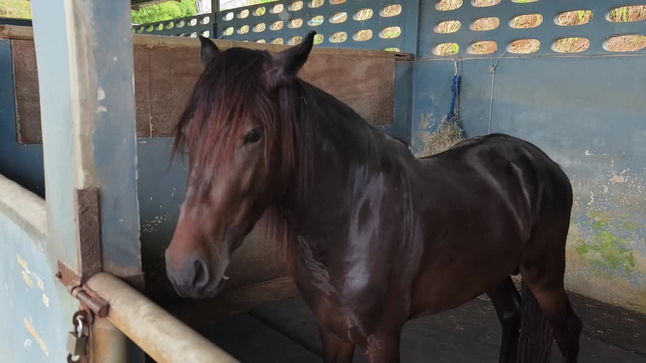 caballo en un establo