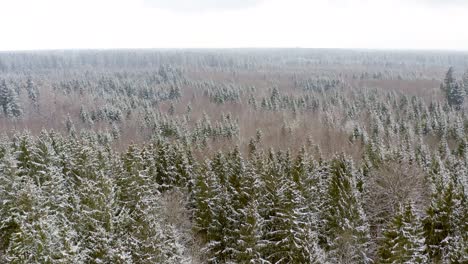 wonderful nature in the winter - smooth drone flight over a partially snow covered forest