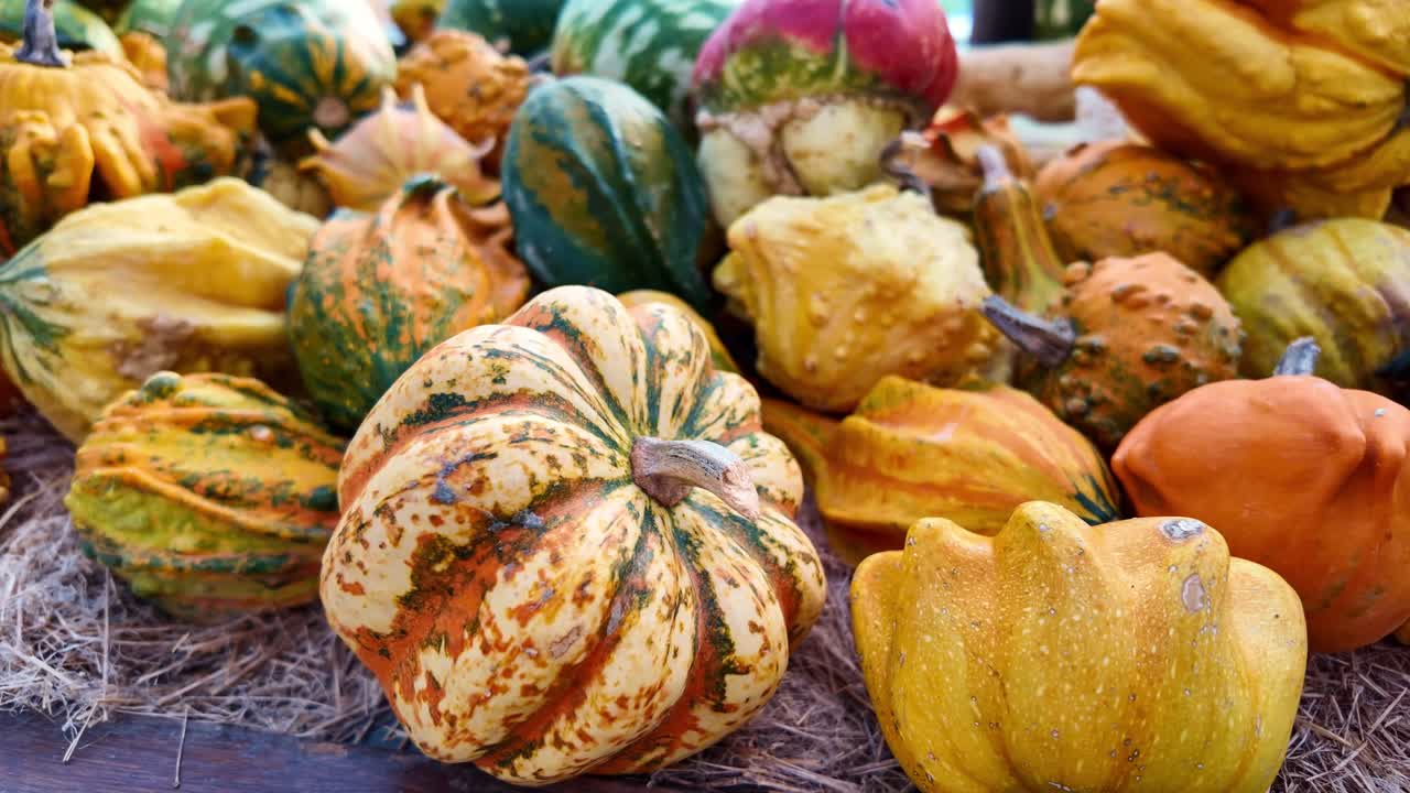 Close-up of colorful ornamental gourds
