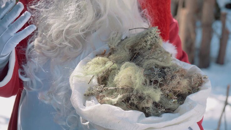 Una busta di plastica piena di muschio nelle mani di Babbo Natale
