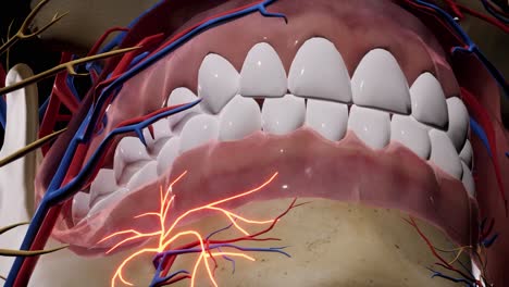 inflamación del nervio facial. cráneo facial. nervios faciales anatomía de la cabeza. animación en 3d