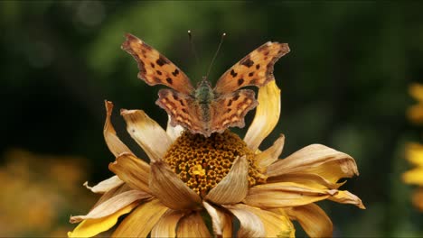 mariposa naranja descansando en el girasol seco