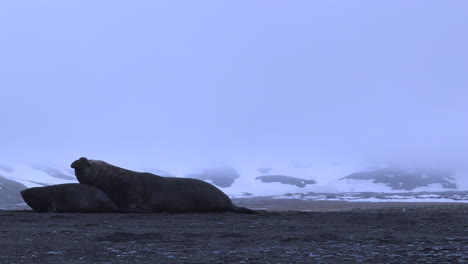 Male-elephant-seal-doing-a-fast-turn-and-claiming-a-female-for-a-mate