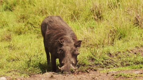 slow motion shot of warthog playing and wallowing next muddy puddle, cooling off, african wildlife in maasai mara national reserve, kenya, africa safari animals in masai mara north conservancy
