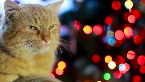 a scottish fold cat lay down on sofa near the christmas tree with lights a scottish fold cat lay down on sofa near the christmas tree with