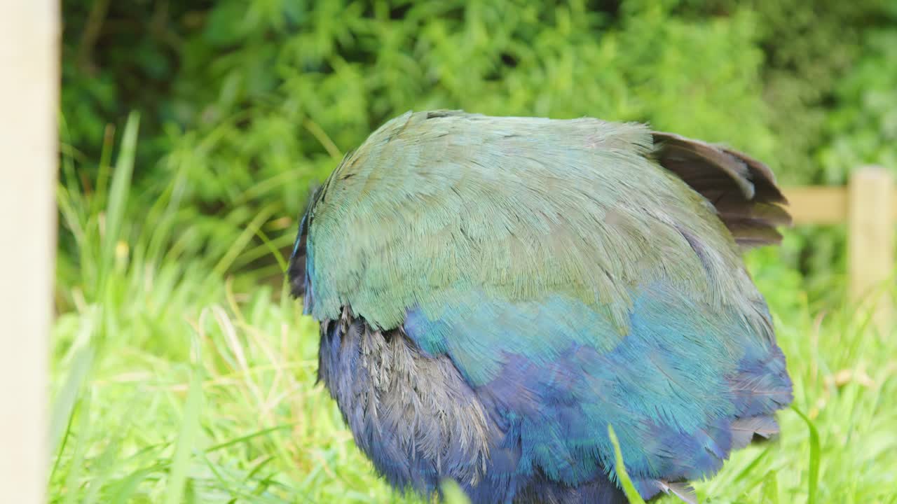 Close up shot of a Takahe walking towards the camera and grooming itself in Zealandia, Wellington, New Zealand