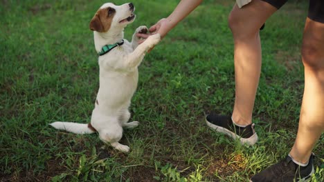 a dog sits on its hind legs with its front paws up to a person's hand