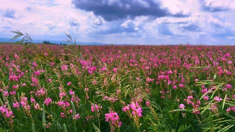a vibrant expanse of wildflowers: breathtaking views of a lush field blanketed in pink blossoms under a dramatic sky