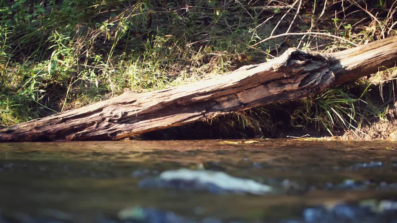 La luce del sole splende su un vecchio tronco d'albero caduto in decomposizione accanto al fiume, statico.