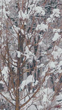 high trees with large branches and thick melting snow layer on warm early spring day close view slow motion