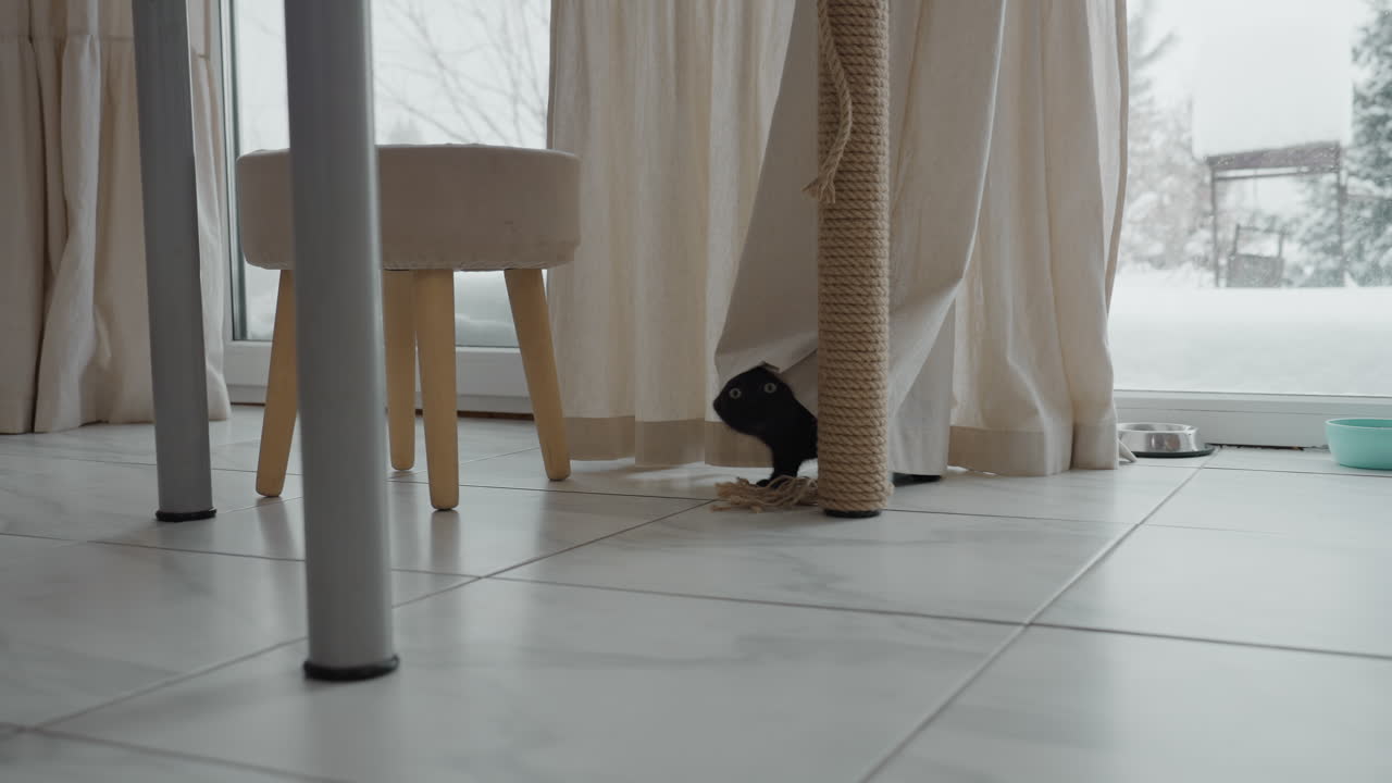 Persian kitten peeks from behind white curtain in cozy tiled room, snowy garden seen through glass door, curious feline exploring interior under soft window light, charming pet moment