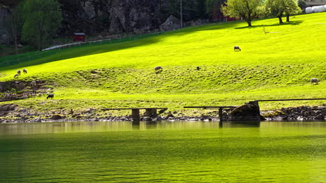 flock of sheep grazing on sloppy lake side meadow - time lapse at partly sunny partly cloudy weather