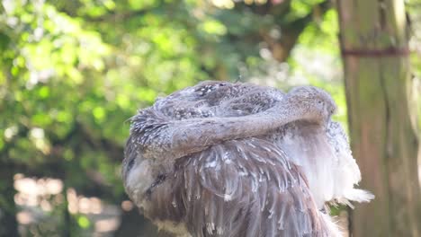 discover ostriches in a captivating video showcasing their beauty. discover the captivating world of ostriches in this video featuring closeups, grooming behavior, and their unique beauty in nature