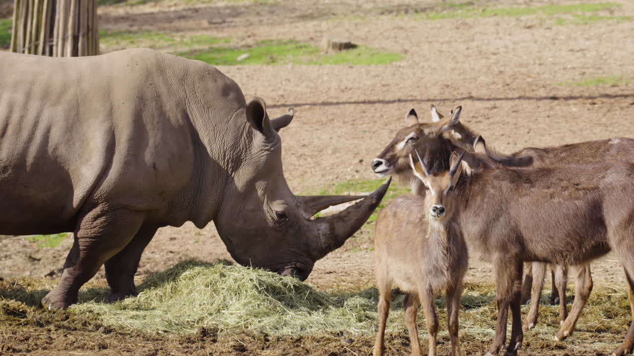 Antelopes and rhino eating in zoo, slow motion view