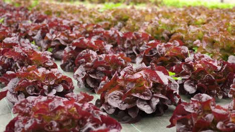 close up view of organic and sustainable red lettuce, inside a pesticide free greenhouse