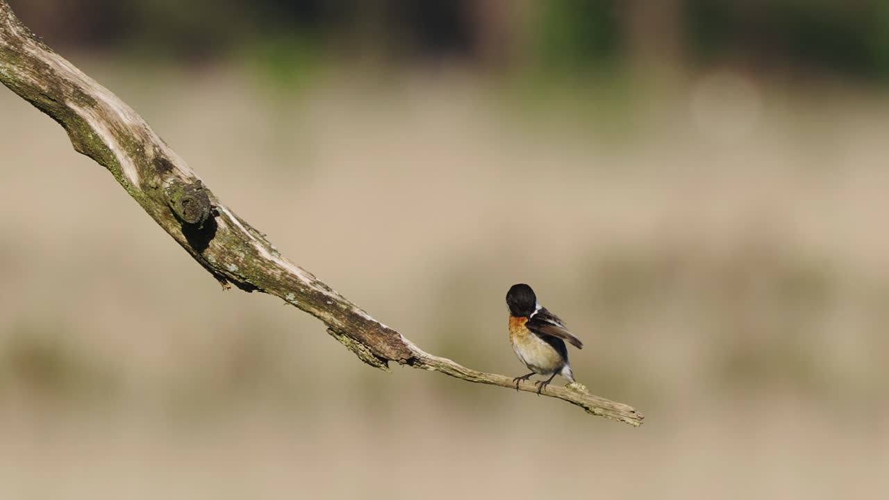 bokeh 배경으로 지점에 자리 잡고 유럽 stonechat preening 깃털