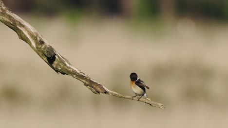 european stonechat preening feathers perched on branch with bokeh background
