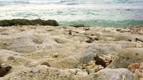 Bebés-Tortuga-Arrastrándose-Sobre-Rocas-Por-La-Playa-Hacia-El-Agua