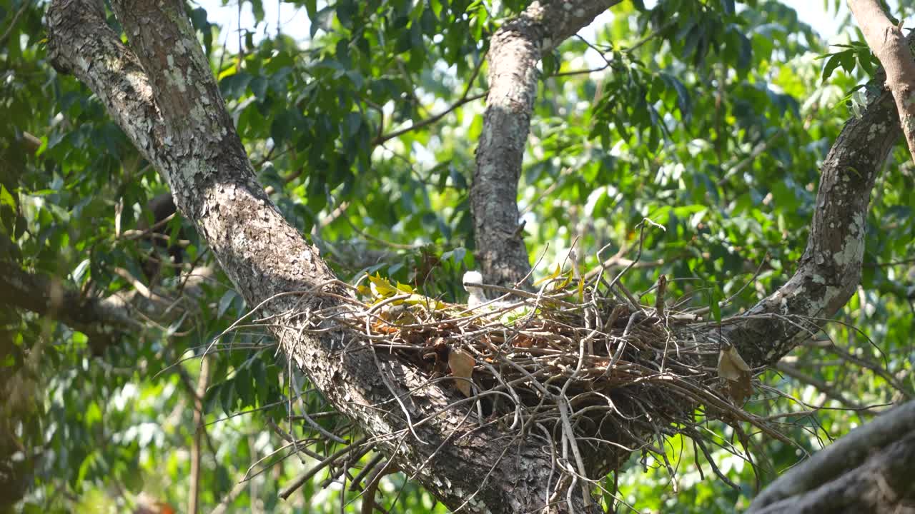 Bird nest in a tree