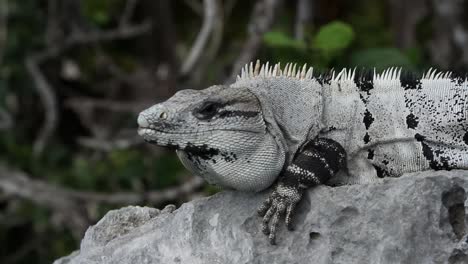 Iguana-22