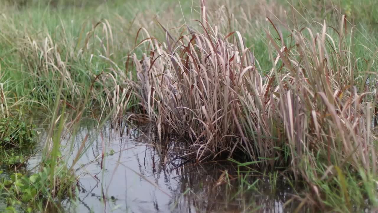 잔디는 낮에 날아간다