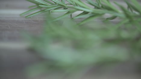 Beautiful-macro-rack-focus-across-some-fresh-Rosemary