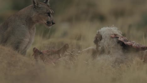 Puma-Füttert-In-Patagonien,-Südamerika