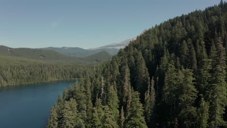 Revealing-aerial-shot-of-Mount-Hood-from-behind-dense-pine-tree-forest