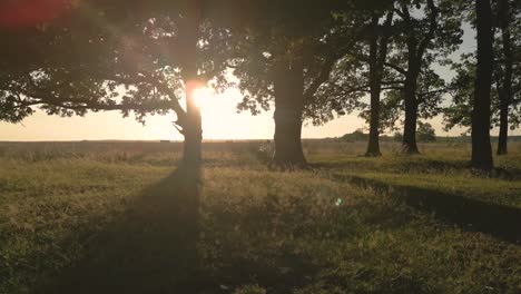 sunset through trees in a field