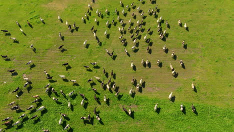 aerial zoom in drone flying over a cattle in a green field with grass. the cows are moving quickly