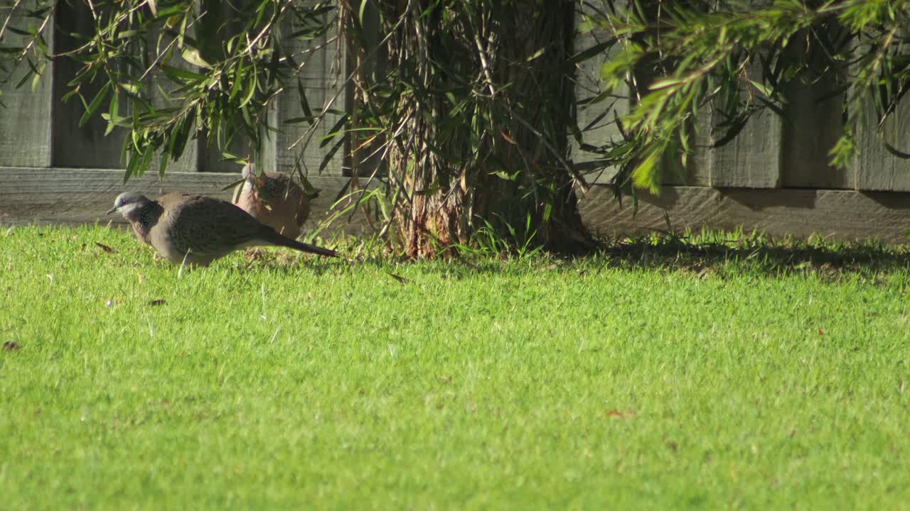 Spotted Dove Foraging in Green Grass