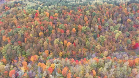 autumn landscape of the autumn bright multi-colored trees, green, orange and reddish tint