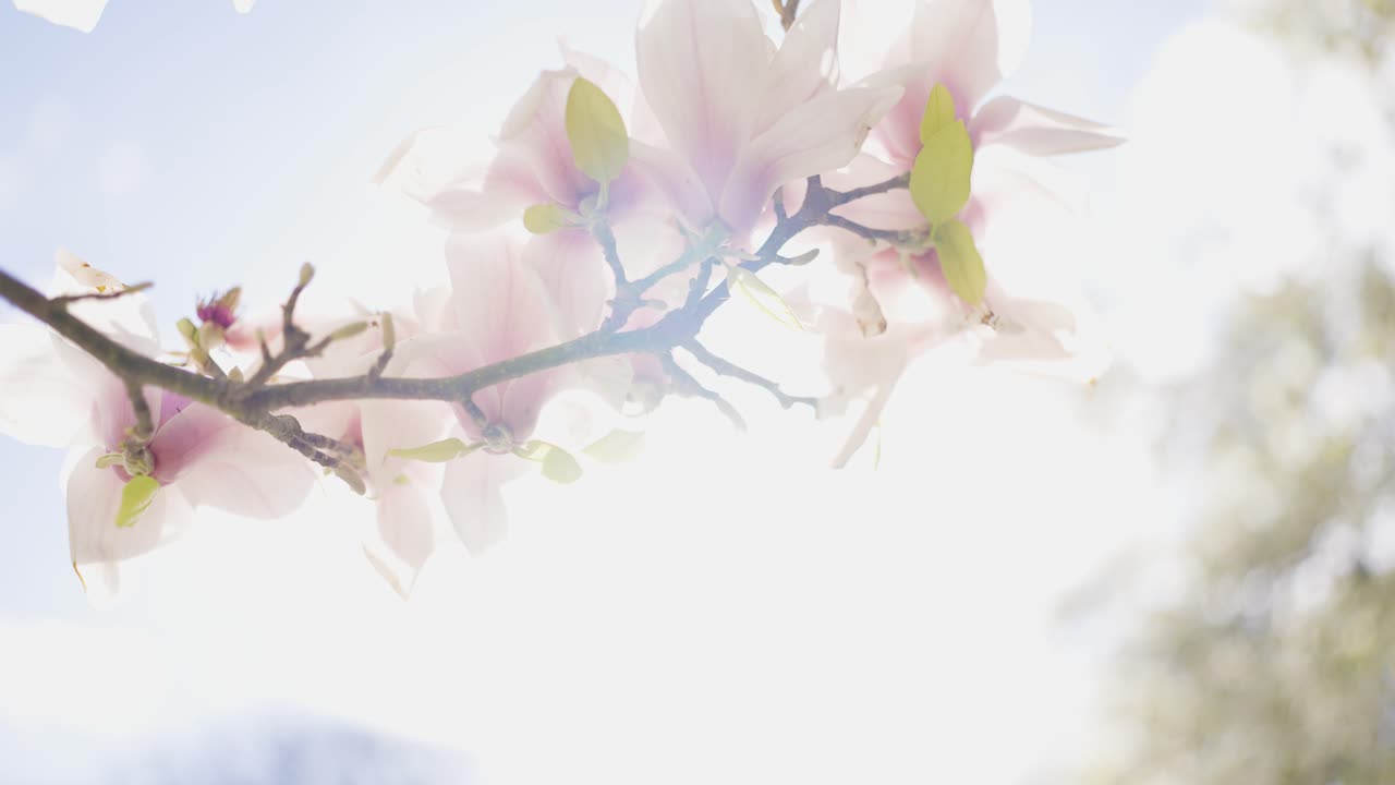 Pink Magnolia Blossoms in Spring Sunlight