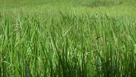 A-perennial-grass-native-to-tropical-and-subtropical-Asia-and-also-introduced-to-several-countries