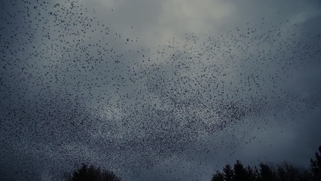 starling murmuration making spiralling patterns against moving cloudy background