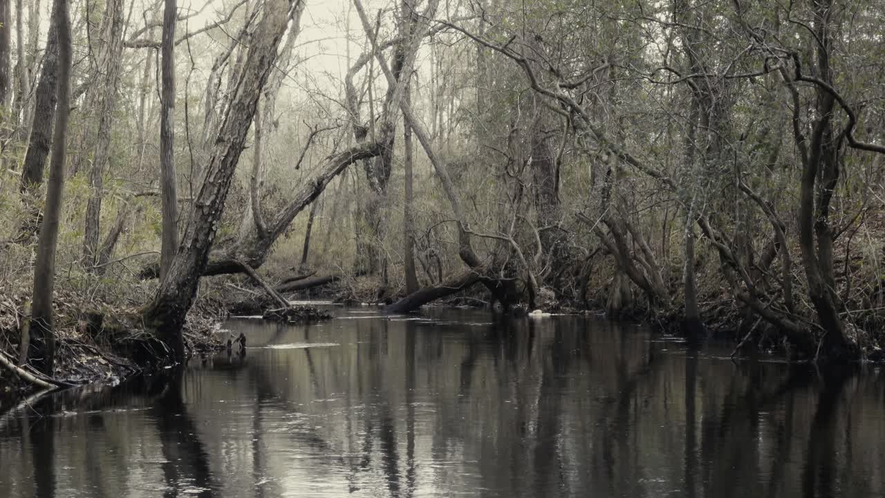 Bæk der løber gennem Bladen Lake State Forest om vinteren, hvilket skaber en mystisk, uhyggelig stemning blandt de nøgne træer og det kolde vand