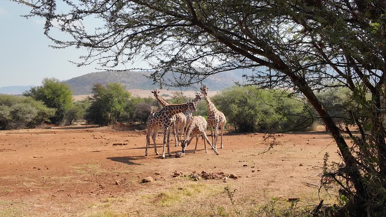 Safari Skyline a Rustenburg nel nord-ovest del Sudafrica