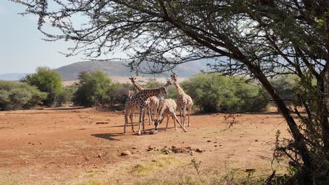 safari skyline at rustenburg in north west south africa