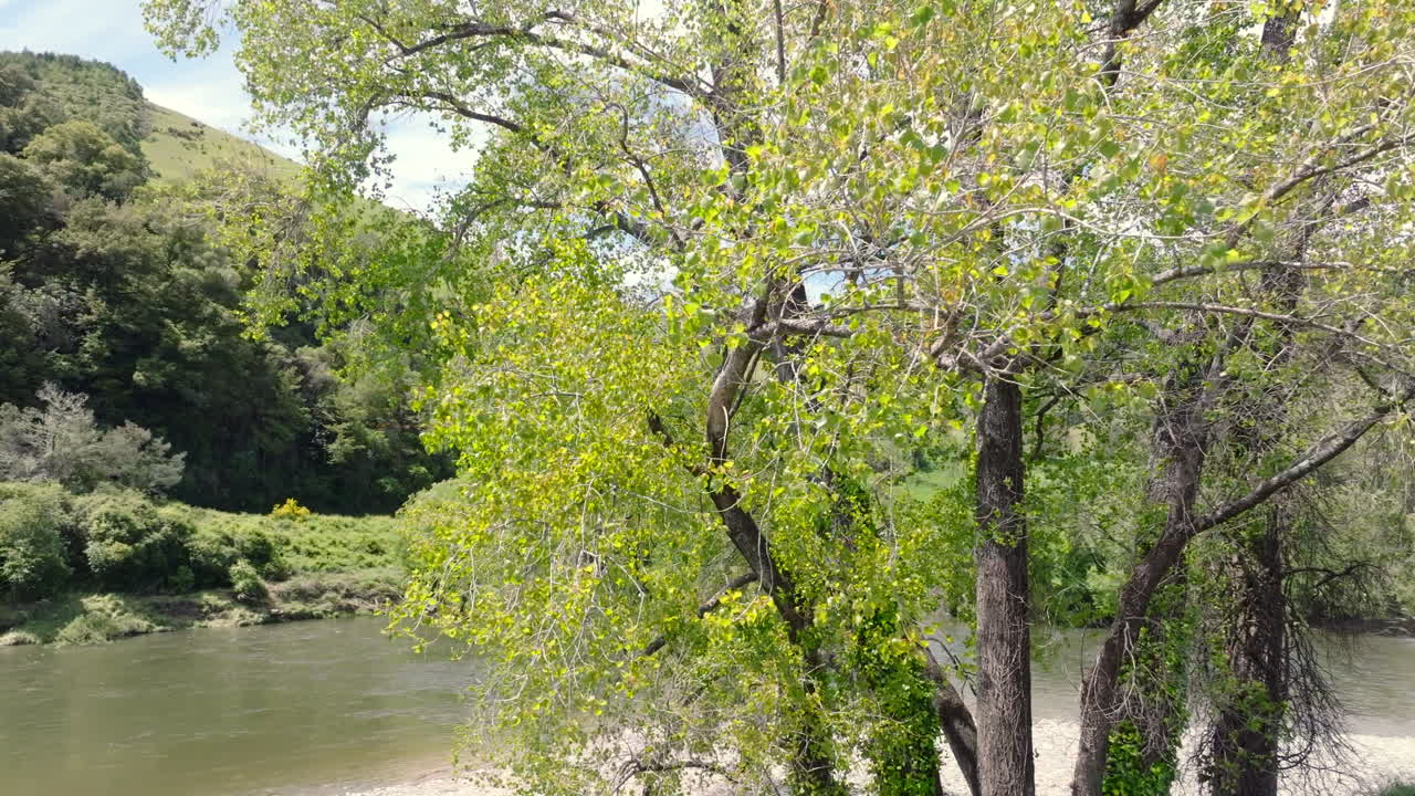 Aerial drone shot flying around a large tree to reveal the Motueka river in New Zealand