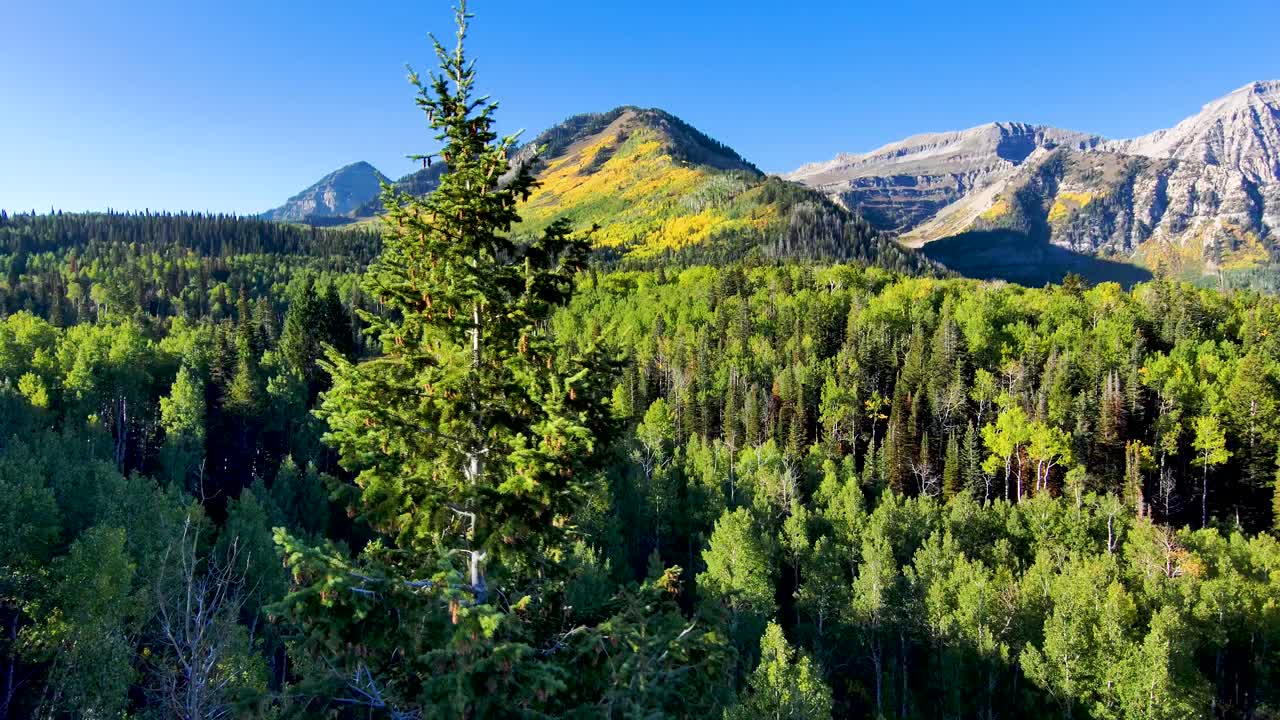 Flying through the pine forest with the golden colors of autumn in the aspen grove on the mountain slope - aerial pull back view