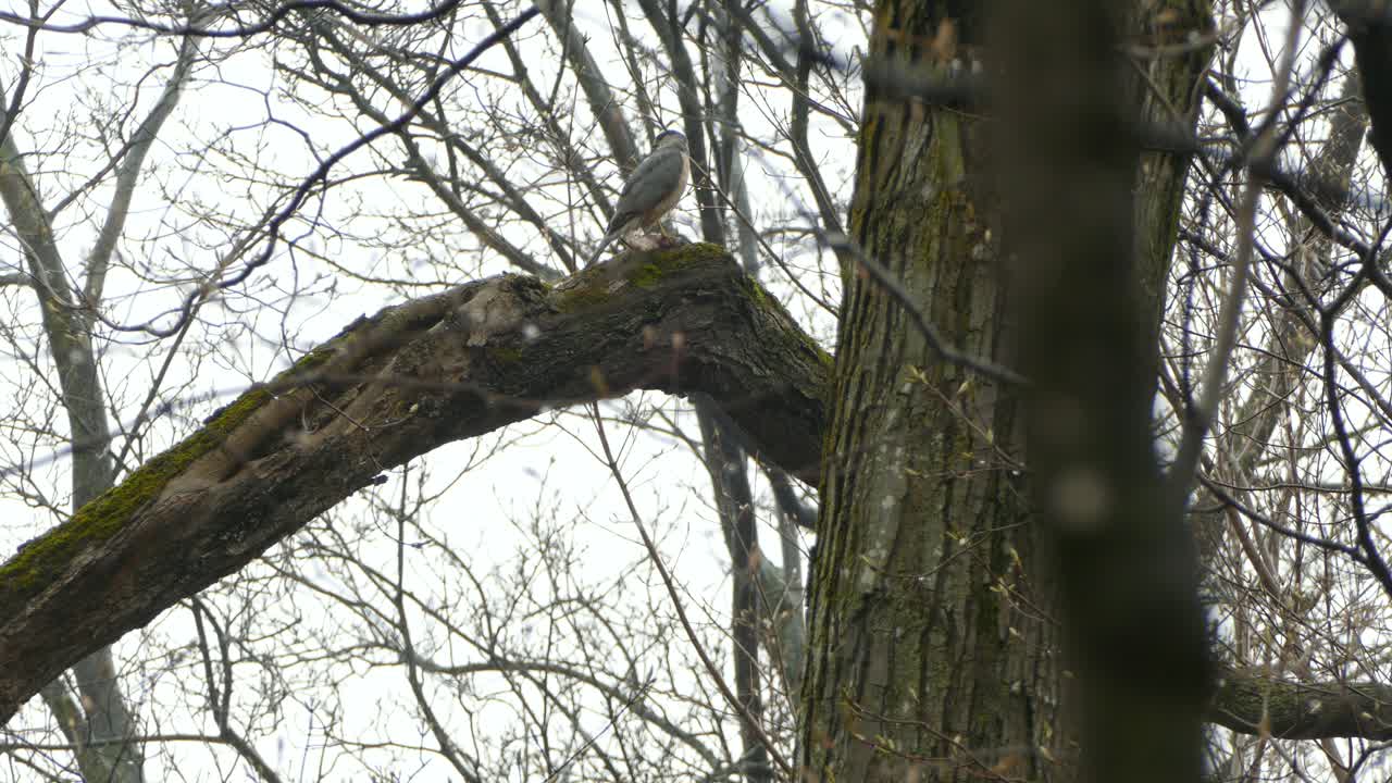 변덕스러운 날에 먹이를 찾는 나뭇가지에 있는 야생 조류의 먹이 시크라