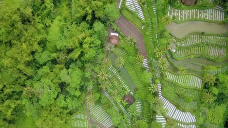 Aerial-view-of-vegetable-plantations-on-arable-land-on-the-slopes-of-a-volcano