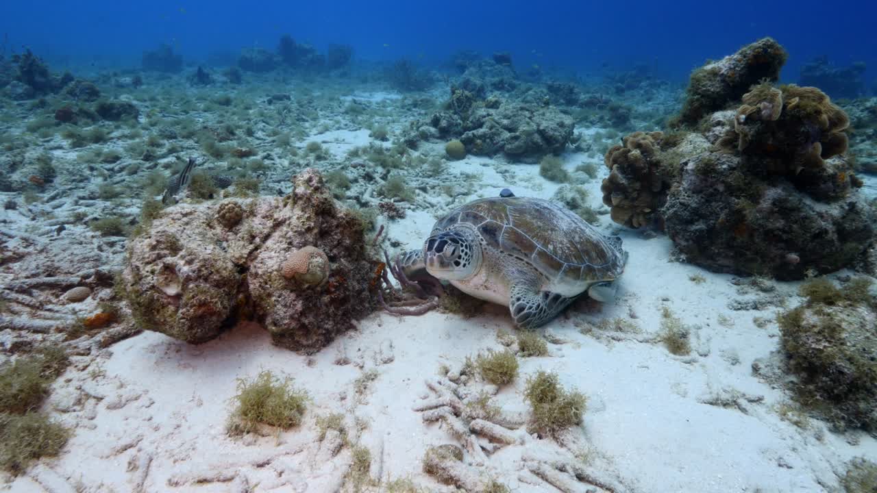 Green Sea Turtle in shallow water of the coral reef in the Caribbean Sea around Curacao