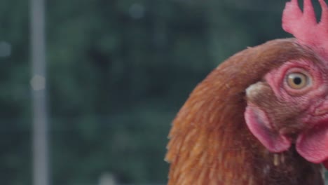 close up of a chicken turning it's head