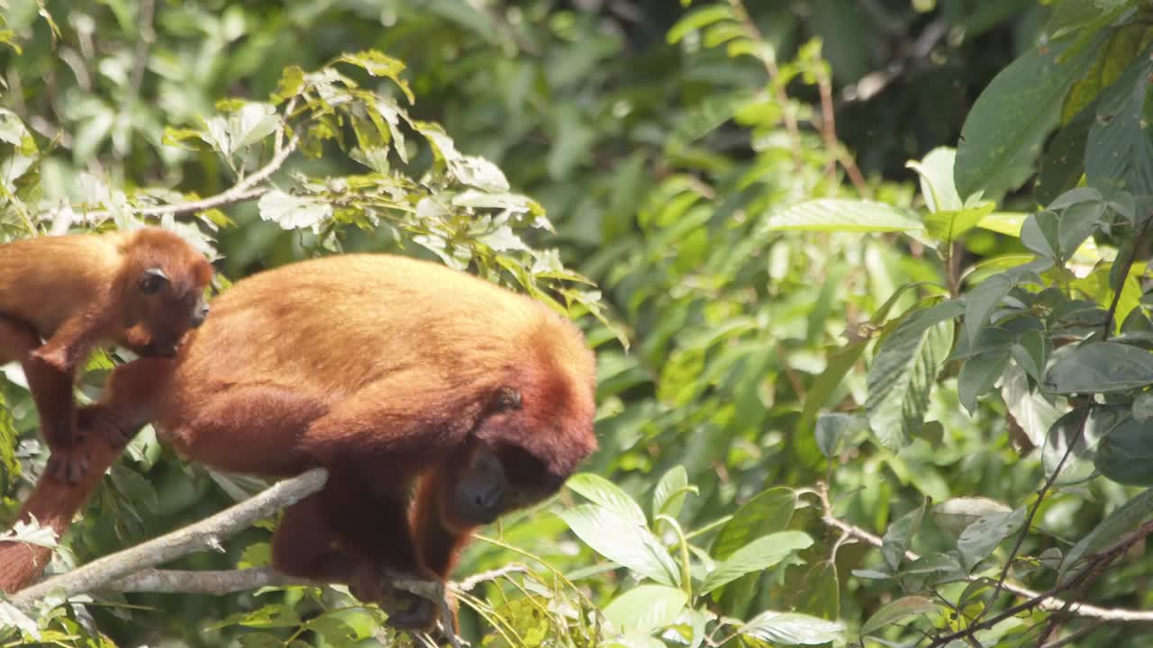 Mother Howler Monkey carries baby on back through jungle foliage, Tambopata, Peru