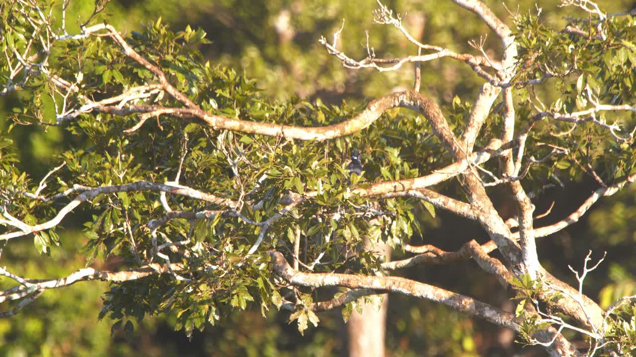 Black bird perched on tree branch in forest