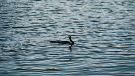 Kormoran-Auf-Dem-Wasser,-Der-Die-Kamera-Anschaut-Und-Dann-Untertaucht